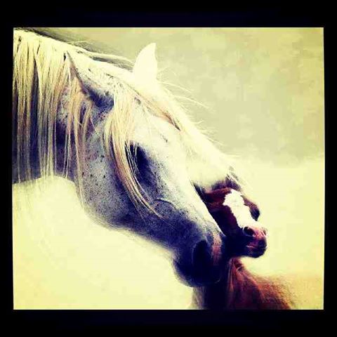 beautiful horses