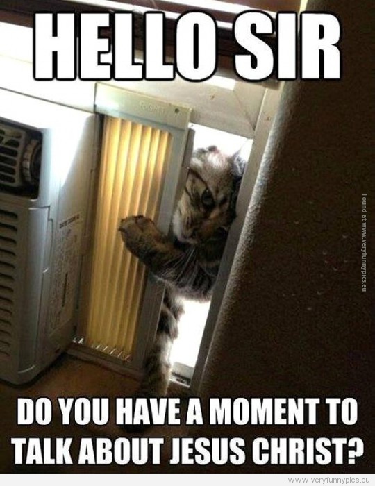 Cat from Jehovah’s Witnesses.