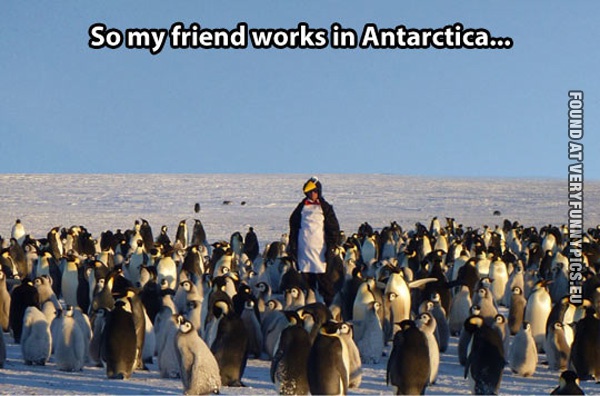 Man amongst penguins