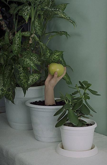 plants while giving fruits