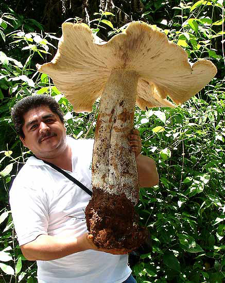 showing the mushrooms